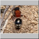 Smicromyrme rufipes - Rotbeinige Spinnenameise w03 5mm.jpg